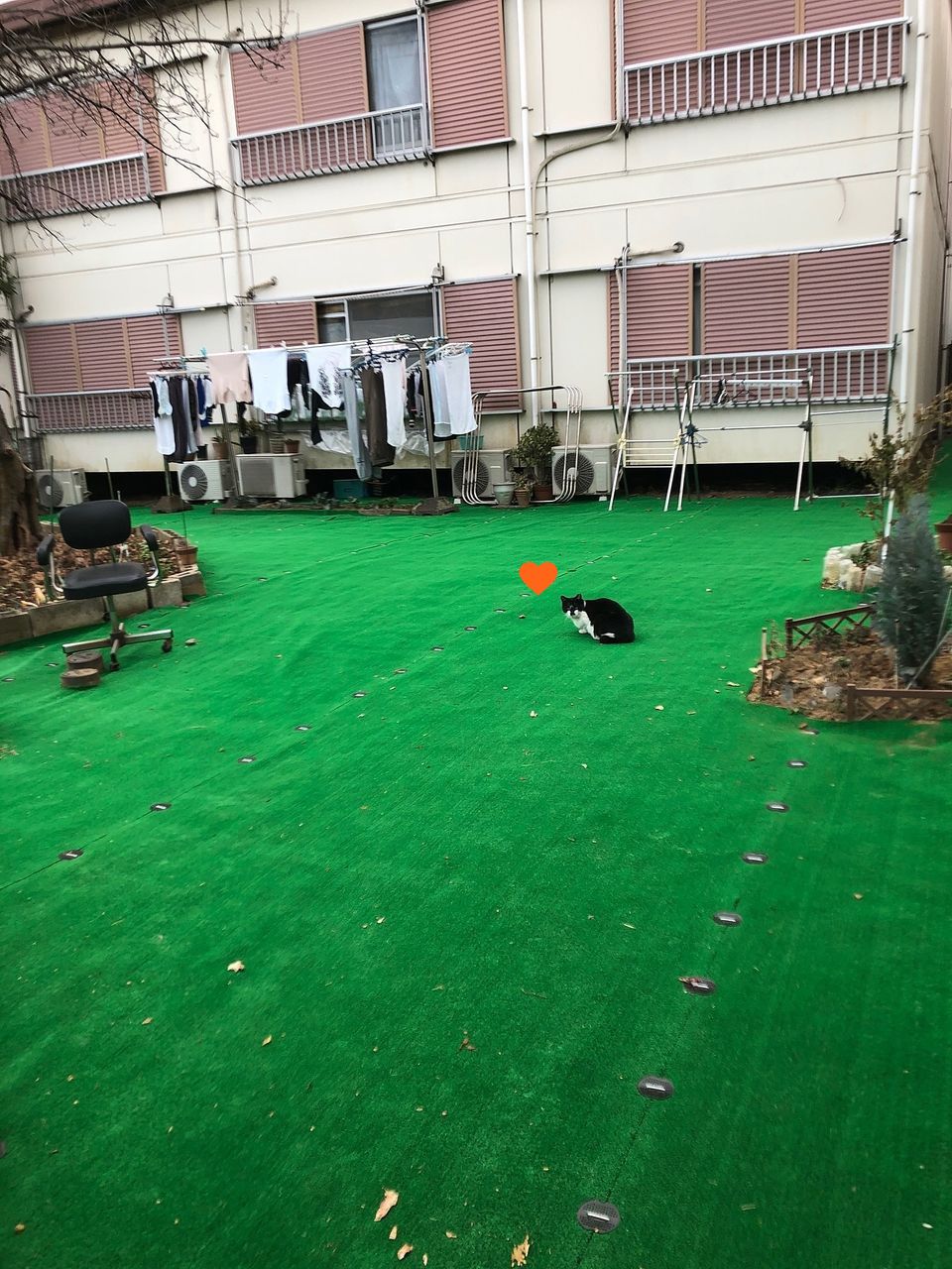 江原青木ハイムの中庭に人工芝を敷設しました。猫さんも気持ちよさそう