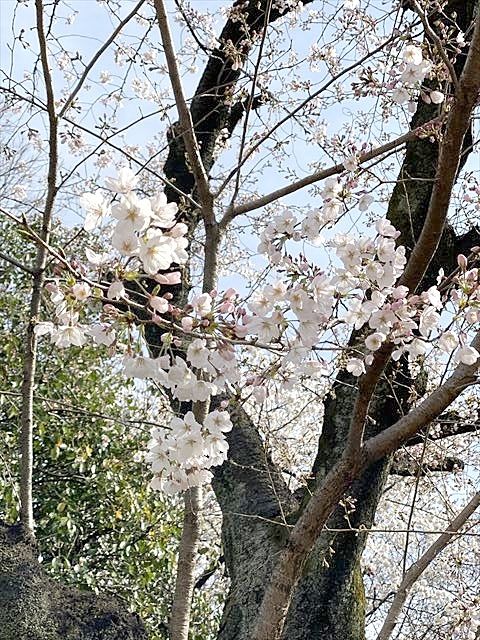 桜の開花と共に