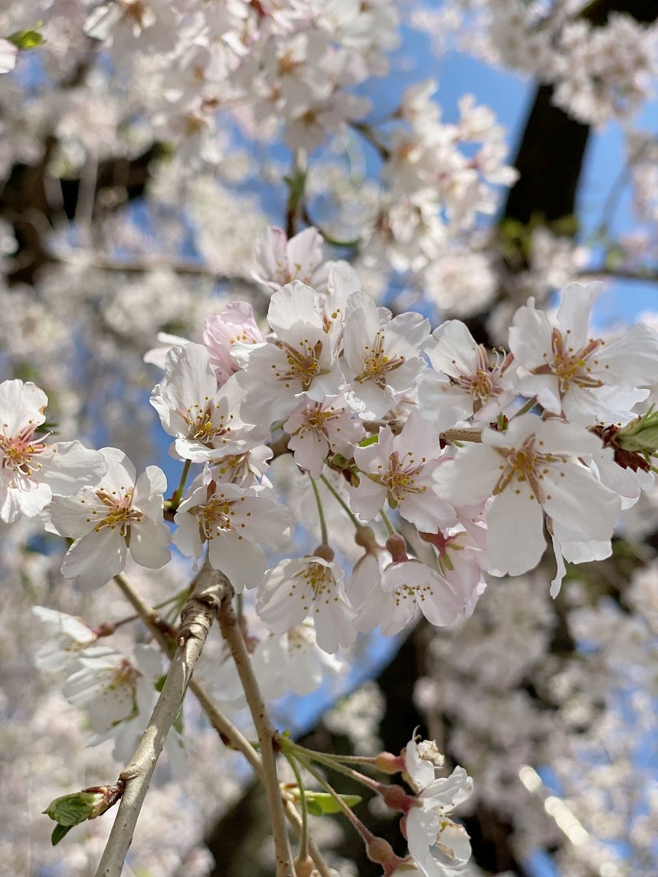桜満開の週末