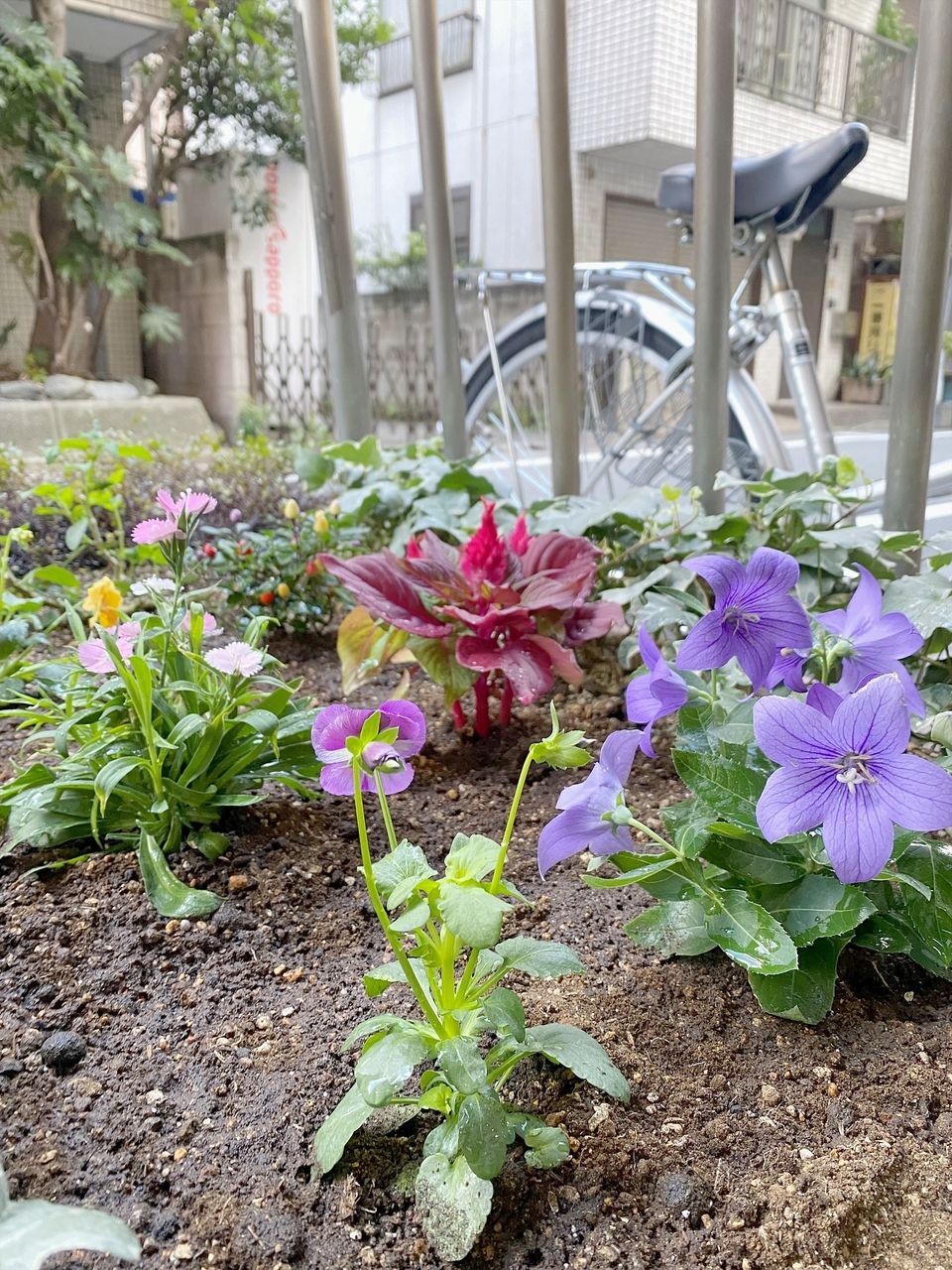 花壇のメンテナンス　～秋に向けて～